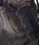 Sample 2 – Animal face