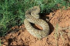 Sample 1 – Sidewinder