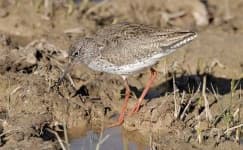 Sample 4 – Redshank