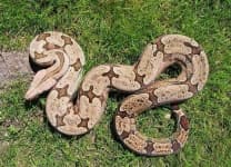 Sample 1 – King snake