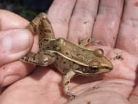 Sample 4 – Tailed frog