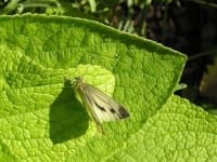 Sample 1 – Cabbage butterfly