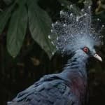 Sample 5 – Victoria crowned pigeon