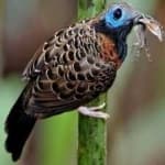 Sample 3 – Antbird