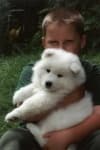 Sample 5 – Samoyed