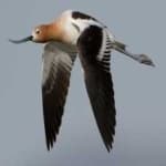 Sample 1 – American avocet