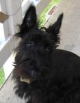 Sample 6 – Scottish terrier