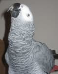 Sample 2 – Parrot