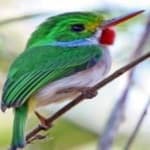 Sample 1 – Cuban tody