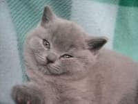 Sample 5 – British shorthair