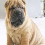 Sample 3 – Shar pei