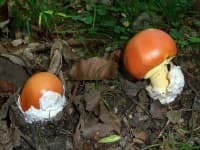 Sample 6 – Amanita
