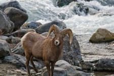 Sample 2 – Bighorn