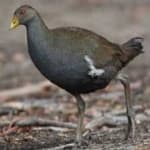 Sample 5 – Tasmanian hen