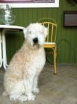 Sample 2 – Wheaten terrier