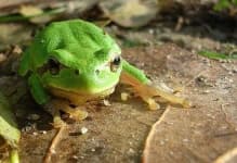 Sample 4 – Tree frog