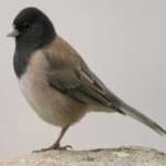 Sample 4 – Dark eyed junco