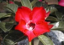 Sample 5 – Desert rose