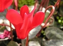 Sample 4 – Cyclamen