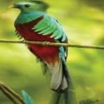 Sample 6 – Quetzal