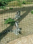 Sample 1 – Madagascar cat