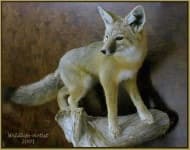 Sample 3 – Kit fox