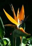 Sample 8 – Bird of paradise flower
