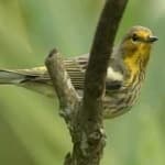 Sample 3 – Cape may warbler