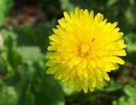 Sample 1 – Common dandelion