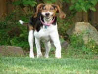 Sample 2 – Walker hound