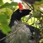 Sample 1 – Horned guan