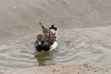 Sample of Ruddy turnstone
