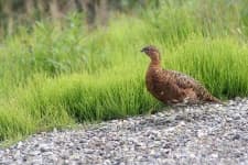 Sample 1 – Ptarmigan