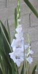 Sample 2 – Sword lily