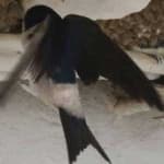 Sample 2 – Common house martin