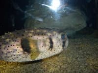 Sample 5 – Puffer