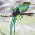 Sample 5 – Quetzal
