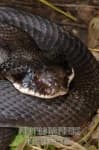 Sample 5 – Hognose snake