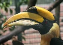 Sample 1 – Hornbill