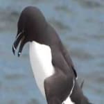 Sample 4 – Razorbill