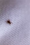 Sample of Tick
