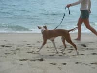 Sample 4 – Ibizan hound