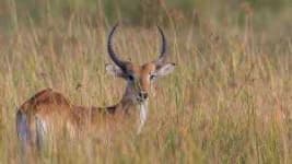 Sample 4 – Antelope