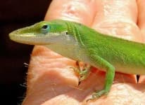 Sample 3 – American chameleon
