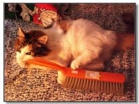 Sample 1 – Broom