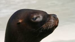 Sample 5 – Harbor seal