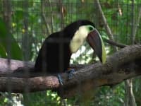Sample 3 – Toucan