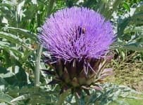 Sample 22 – Artichoke flower