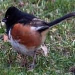 Sample 2 – Eastern towee