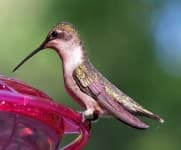 Sample of Hummingbird